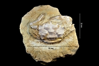 Costacopluma maroccana